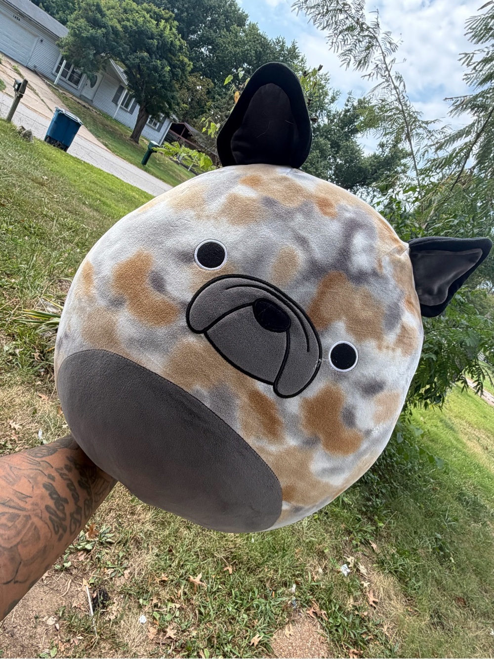 Ballis the French Bulldog Squishmallow